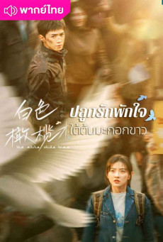 ปลูกรักพักใจ ใต้ต้นมะกอกขาว The White Olive Tree พากย์ไทย